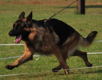 Olf in full flight at Momenta Show, 2011