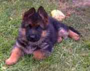 Alive at a few weeks