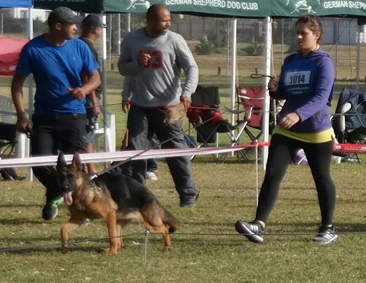 Jozie of Eisenheim - SG2 Cape Town 2015