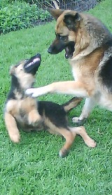 Giulia playing with a young Chippo
