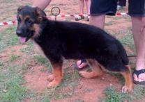 Isis vom Pfalzer Wald