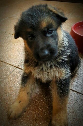 Five week old Carlo puppy