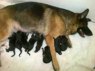Zaskia with her newborn puppies