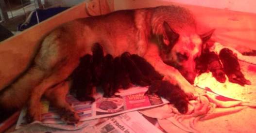 Candy and puppies, 5th February 2014