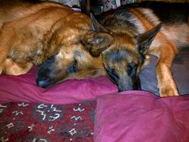 Night, night - Chip and Bump