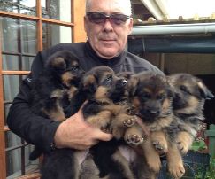 Sven with our D litter at 4 weeks