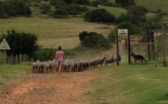 Danzig, on the farm with Bev, Gerald and their girls
