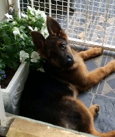 Delta guarding the front door