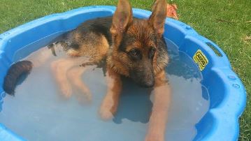 Jason's Duke, <i>in</i> his Christmas present