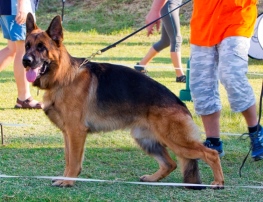 Quattro at Nationals 2014