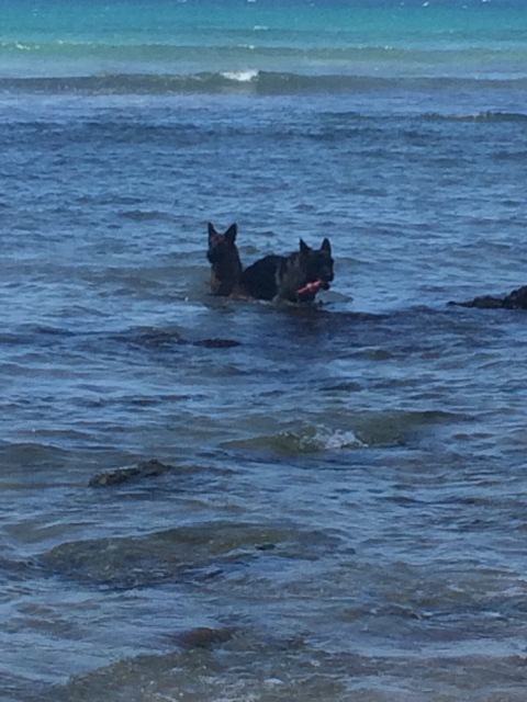 Delta and Olf at the beach