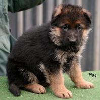 Quattro von Rapicar at 5 weeks