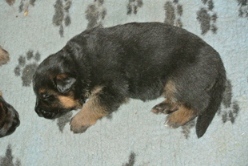 Nina's puppies at 2 weeks and 1 day