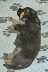 Nina's puppies at 2 weeks and 1 day