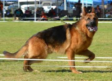 Carlo zur Medbacher Muhle