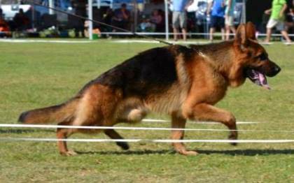 Carlo zur Medbacher Muhle