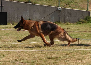 Melly von Haus Milesevac