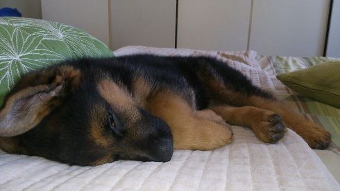 Duke von dem Krieger-Platz