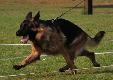 Olf in full flight at Momenta Show, 2011