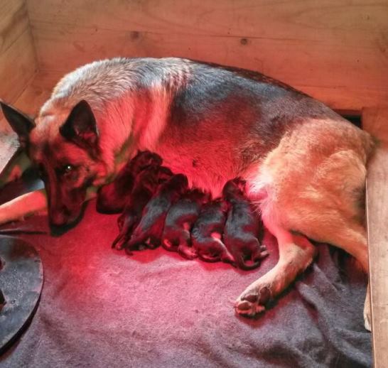 Lacey and puppies, September 2014